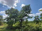 Landwirtschaftsgrundstück Poreč (04762)