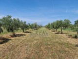 Landwirtschaftsgrundstück Novigrad (05003)
